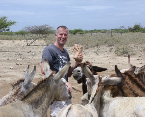 karibik_bonaire_esel_donkey_sanctuary