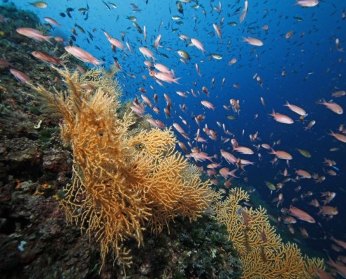 mittelmeer_griechenland_kalamitsi_tauchen_dolphin_dive_steilwand_1