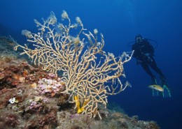 mittelmeer_griechenland_kalamitsi_tauchen_dolphin_dive_steilwand_2
