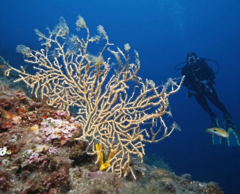 mittelmeer_griechenland_kalamitsi_tauchen_dolphin_dive_steilwand_2
