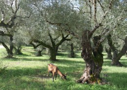 mittelmeer_griechenland_zakynthos_nero_sport_5