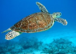 newsletter_florida_keys_key_largo_schildkroete_tauchen_99