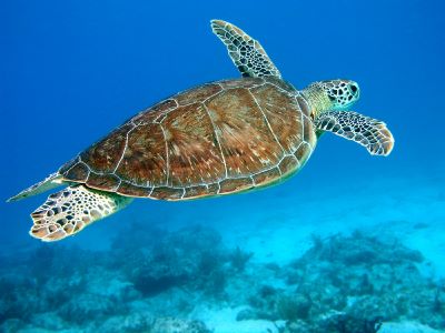 newsletter_florida_keys_key_largo_schildkroete_tauchen_99
