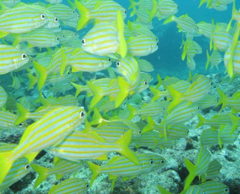 newsletter_florida_keys_tauchen_fischschwarm_schnapper