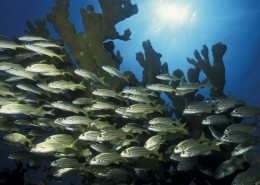 newsletter_florida_tauchen