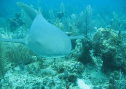 newsletter_honduras_tauchen_13