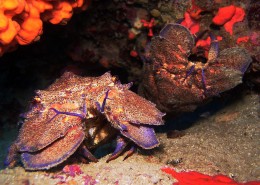 newsletter_tuerkei_tauch_segelkreuzfahrt_j_dive_1