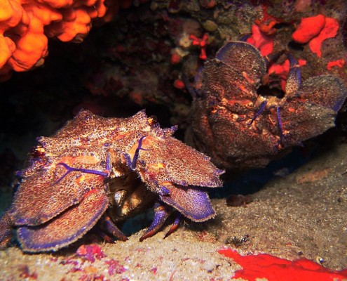 newsletter_tuerkei_tauch_segelkreuzfahrt_j_dive_1