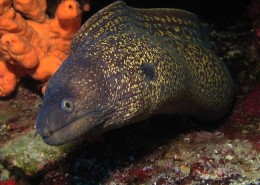 newsletter_tuerkei_tauch_segelkreuzfahrt_j_dive_19