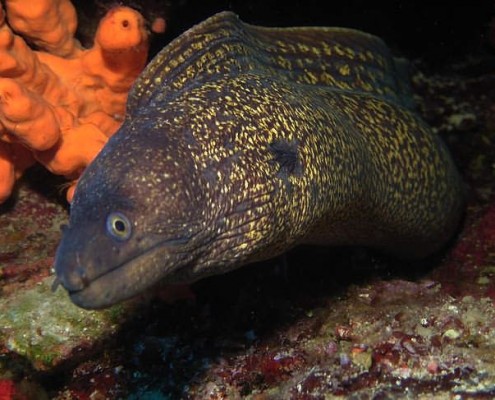 newsletter_tuerkei_tauch_segelkreuzfahrt_j_dive_19