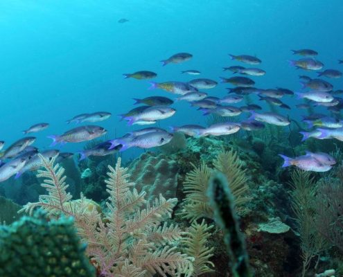 cuba_tauchen_jardines_de_la_reina_haitauchen_inseln_42