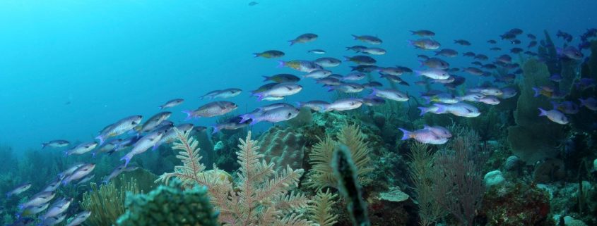 cuba_tauchen_jardines_de_la_reina_haitauchen_inseln_42