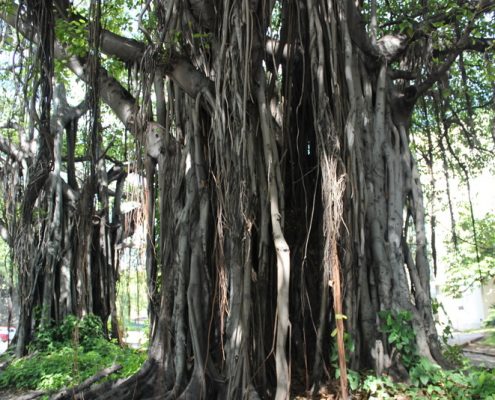 reisebericht_cuba_havanna_sandra_6