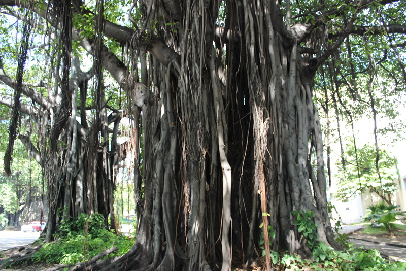 reisebericht_cuba_havanna_sandra_6