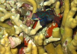 reisebericht_philippinen_cebu_moalboal_10