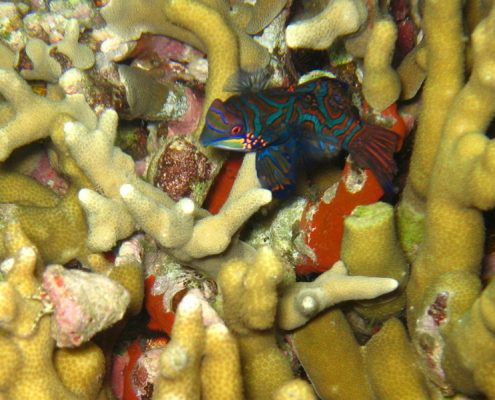 reisebericht_philippinen_cebu_moalboal_10