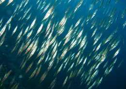 reisebericht_philippinen_cebu_moalboal_11