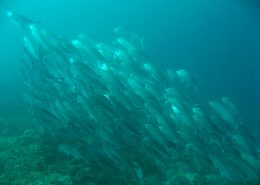 reisebericht_philippinen_cebu_moalboal_2