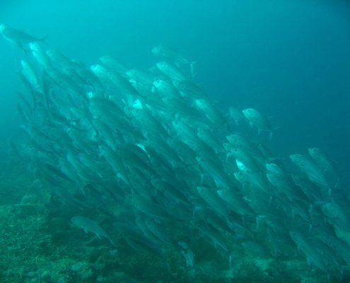 reisebericht_philippinen_cebu_moalboal_2