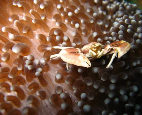 reisebericht_philippinen_cebu_moalboal_3