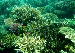 reisebericht_philippinen_cebu_moalboal_9