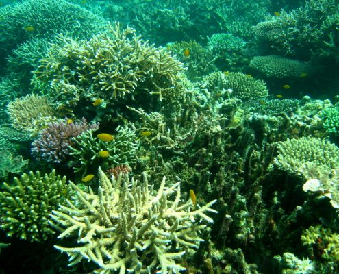 reisebericht_philippinen_cebu_moalboal_9