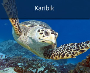 banner_angebote_karibik
