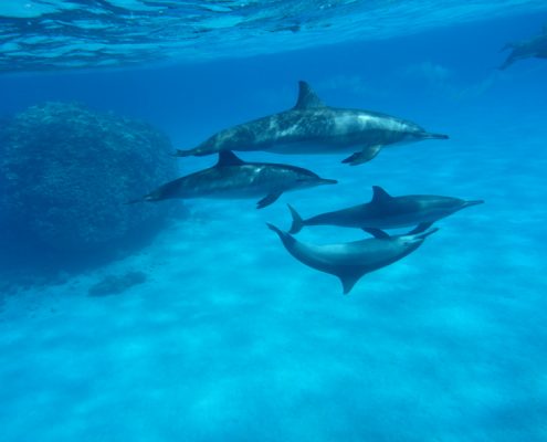 reisebericht_aegypten_berenice_lahami_bay_4