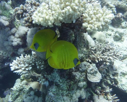 reisebericht_aegypten_berenice_lahami_bay_7