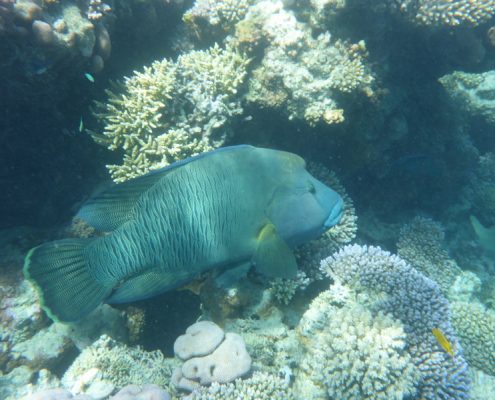 reisebericht_aegypten_berenice_lahami_bay_8