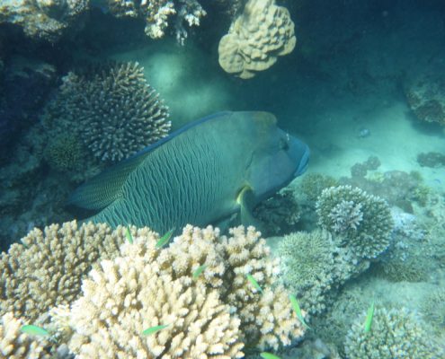 reisebericht_aegypten_berenice_lahami_bay_9