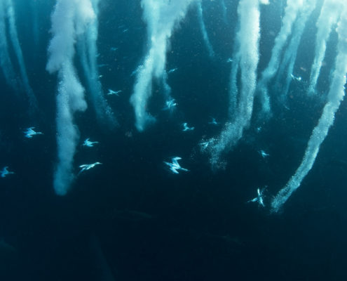 suedafrika_aliwal_shoal_sardine_run2