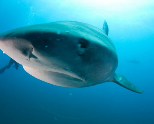 suedafrika_tauchen_aliwal_shoal_umkomaas_hai_2