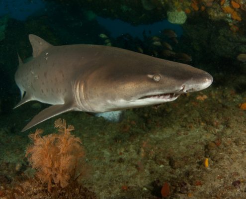 suedafrika_tauchen_aliwal_shoal_umkomaas_hai_raggie