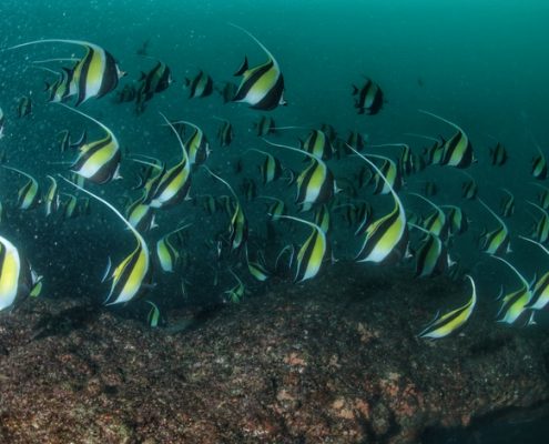suedafrika_tauchen_umkomaas_aliwal_shoal_riff_1