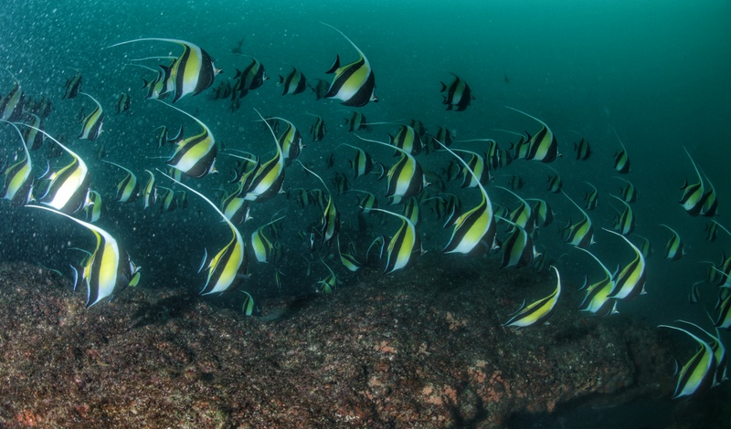 suedafrika_tauchen_umkomaas_aliwal_shoal_riff_1