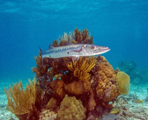 cuba_urlaub_havanna_staedtereise_altstadt_vieja_allgemein_neu_unterwasser_1