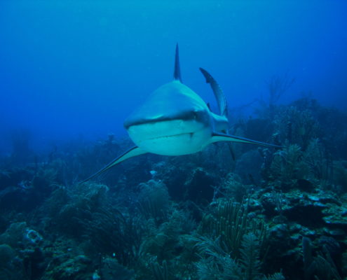 honduras_roatan_haitauchen_hai_shark_bullenhai_1