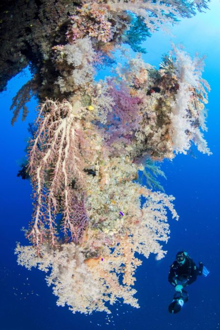 rocky_island_zabargad_island_tauchen_safari_aegypten_2