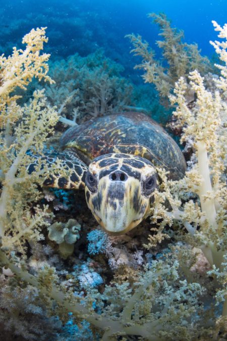 st_johns_tauchen_aegypten_safari_2