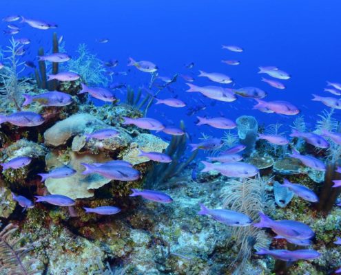honduras_roatan_utila_tauchen_unterwasser_wolfgang_pölzer_dive_neu_1