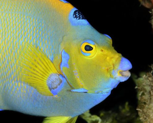 honduras_roatan_utila_tauchen_unterwasser_wolfgang_pölzer_dive_neu_7