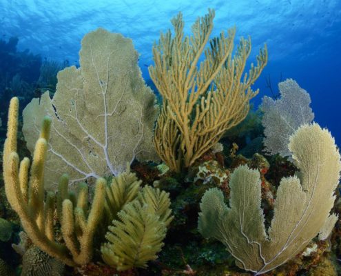 honduras_roatan_utila_tauchen_unterwasser_wolfgang_pölzer_dive_neu_8