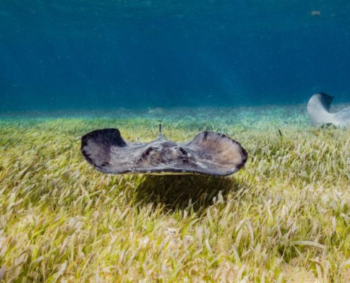 belize_unterwasser_timo_dersch_caye_caulker_015
