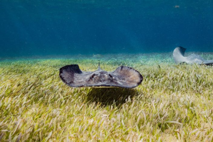 belize_unterwasser_timo_dersch_caye_caulker_015