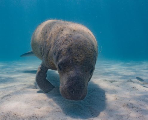 belize_unterwasser_timo_dersch_caye_caulker_031