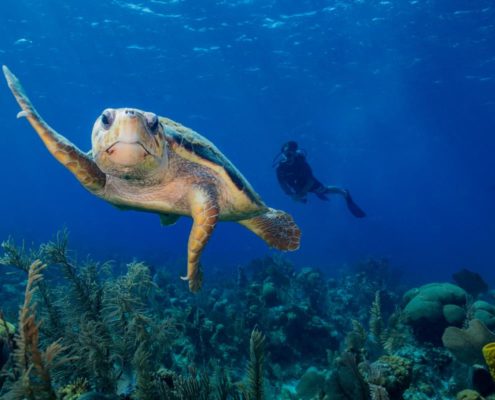 belize_unterwasser_timo_dersch_lighthouse_reef_024