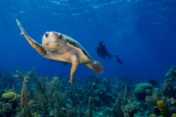 belize_unterwasser_timo_dersch_lighthouse_reef_024