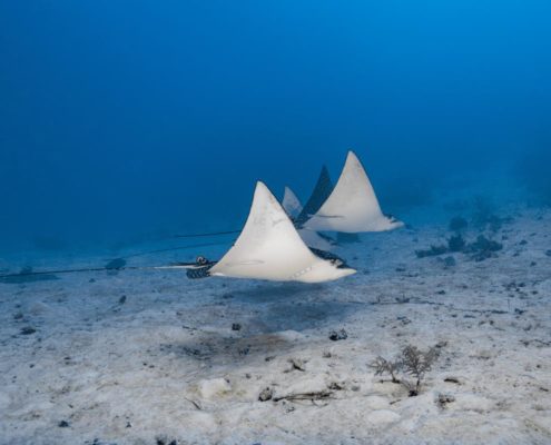belize_unterwasser_timo_dersch_placencia_037