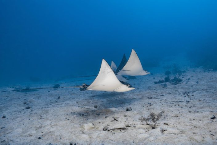 belize_unterwasser_timo_dersch_placencia_037